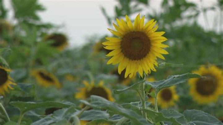 Efficiency of Single vs Double Sunflowers at the start of the level